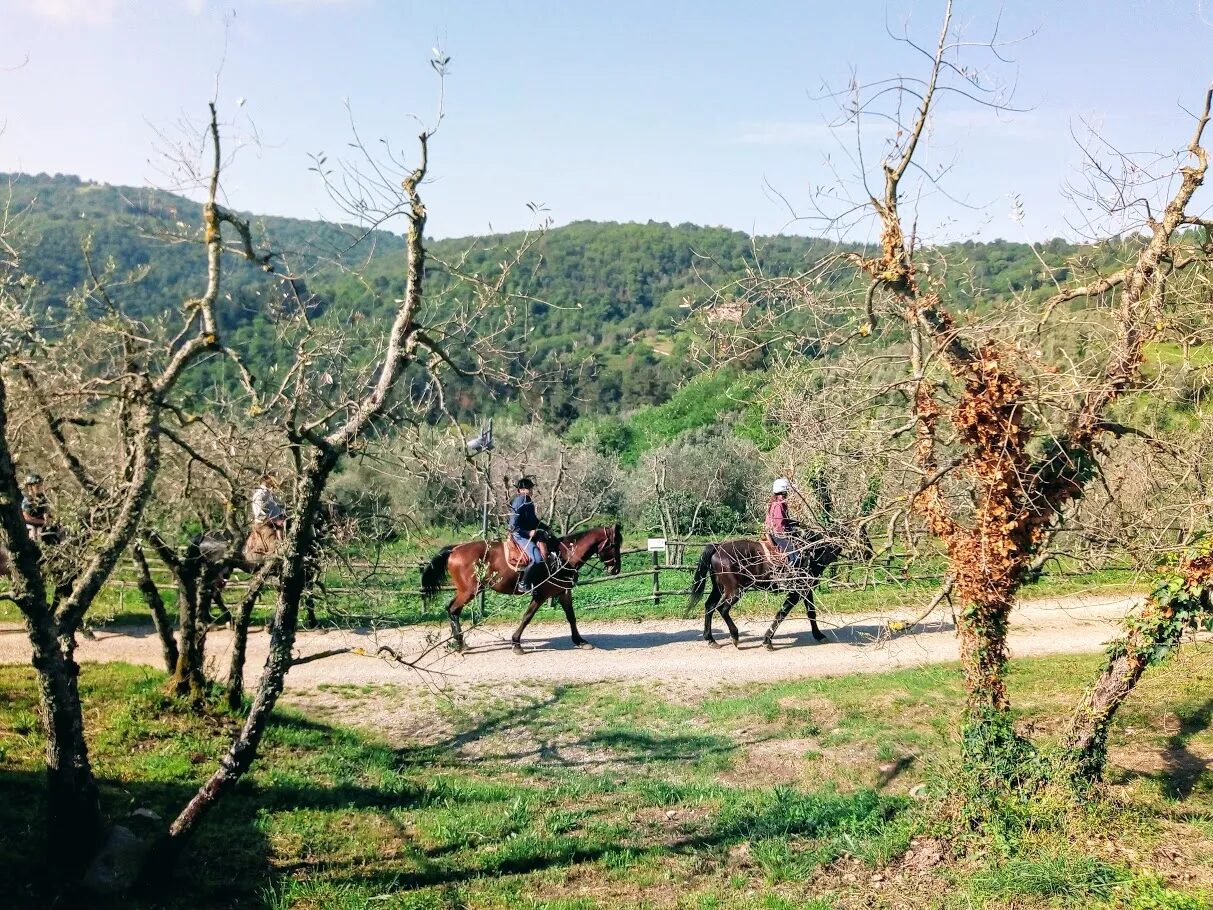 Riders on horses follow dirt trail through leafless orchard in hilly countryside