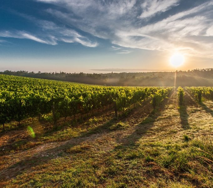 Golden sunrise casting long vineyard shadows across rolling green grape rows